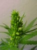 male_cannabis_plant_picture.jpg