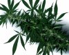 cannabis-flower-tops.jpg