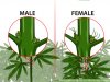 aid3289179-728px-Identify-Female-and-Male-Marijuana-Plants-Step-3-Version-3.jpg