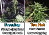 freezing-vs-hot-temperatures-cannabis.jpg