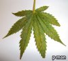 calcium-deficiency-leaf.jpg