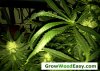 flowering-marijuana-leaf-curled-down-too-much-nitrogen-sm.jpg